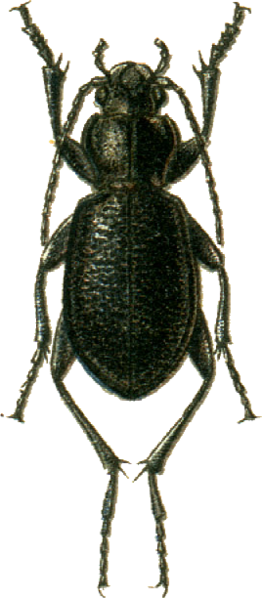 File:Carabus maurus Jacobson.png