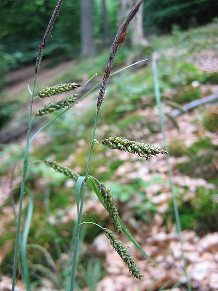 File:Carex flacca.jpeg