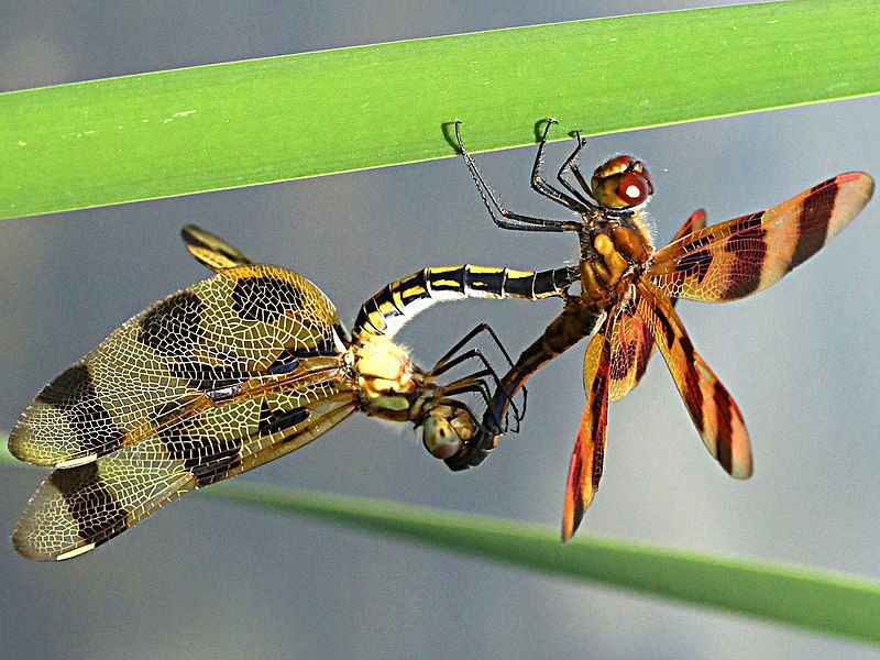 File:Celithemis eponina-mating.jpg