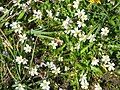 Cerastium cerastoides