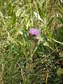 Cirsium helenioides