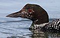 Common Loon - Sonoma County, California