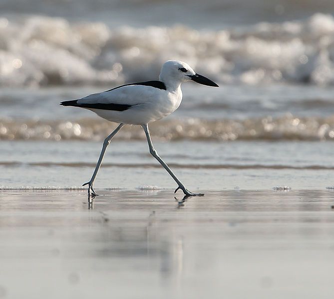 File:Crab Plover (8556846776).jpg