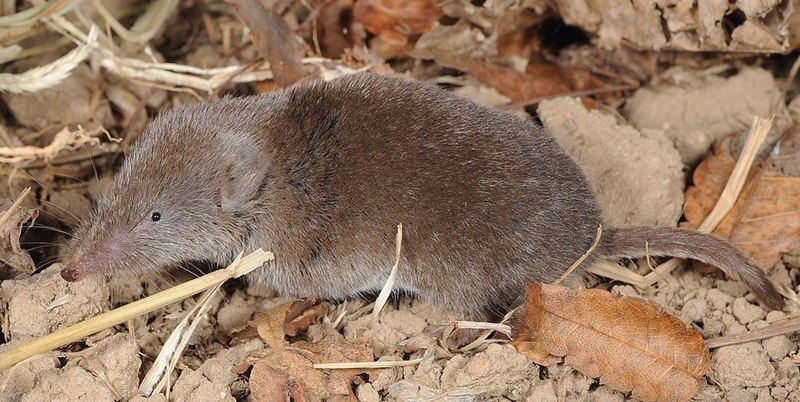 File:Crocidura lasiura 2813469.jpg