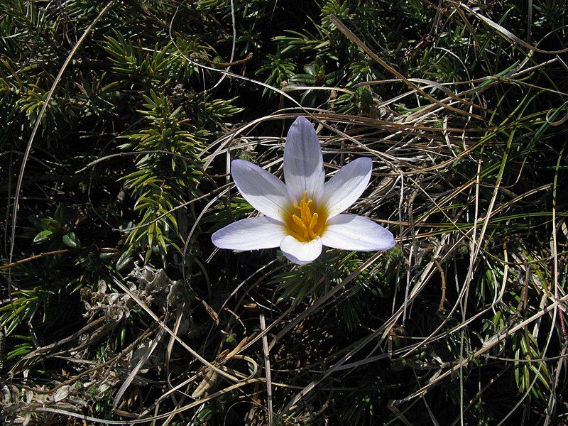 File:Crocus tauricus 76509618.jpg