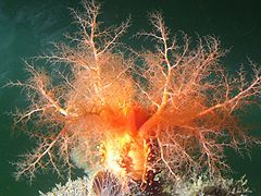 Mouth of Cucumaria miniata, with dendritic tentacles, for filtering the water.