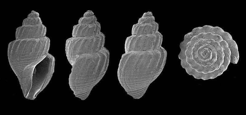 File:Curtitoma incisula 002.jpg