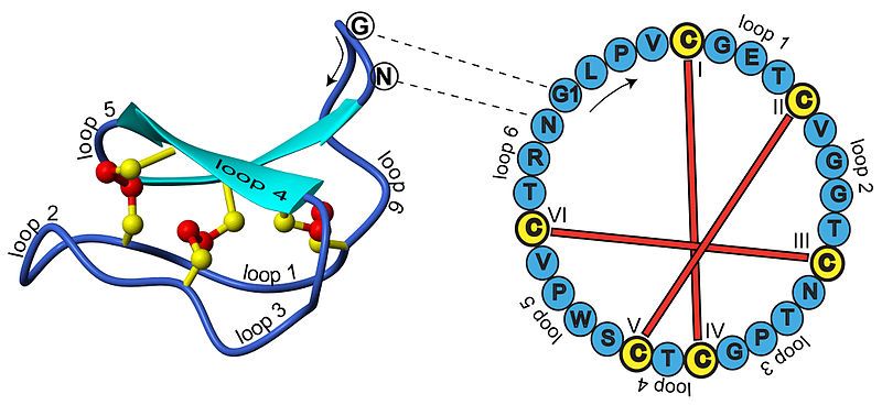 File:Cyclotide structure.jpg