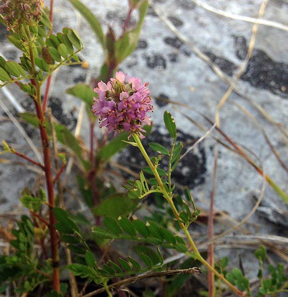 File:Dalea foliosa Tennessee.jpg