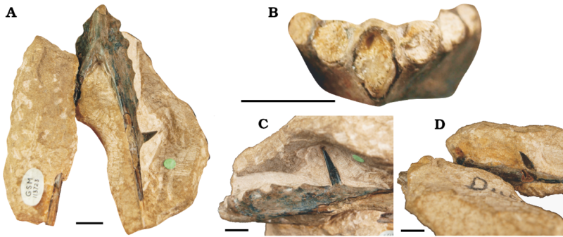 File:Dolichorhamphus depressirostris.png