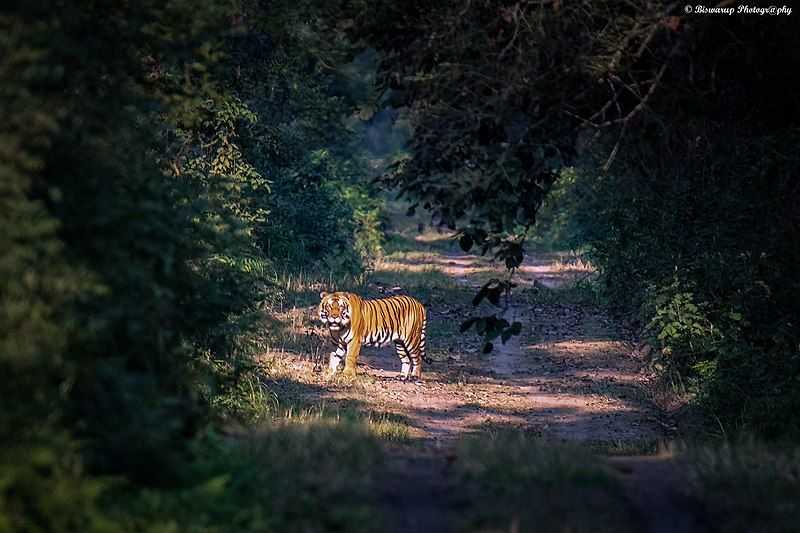 File:Dudhwa Tiger.jpg