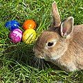 A real live bunny with decorated Easter eggs