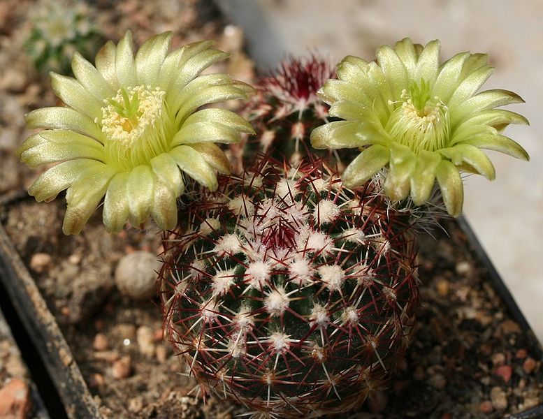 File:Echinocereus viridiflorus.jpg