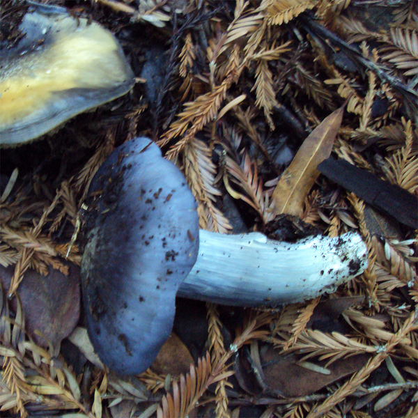 File:Entoloma bloxamii square.png