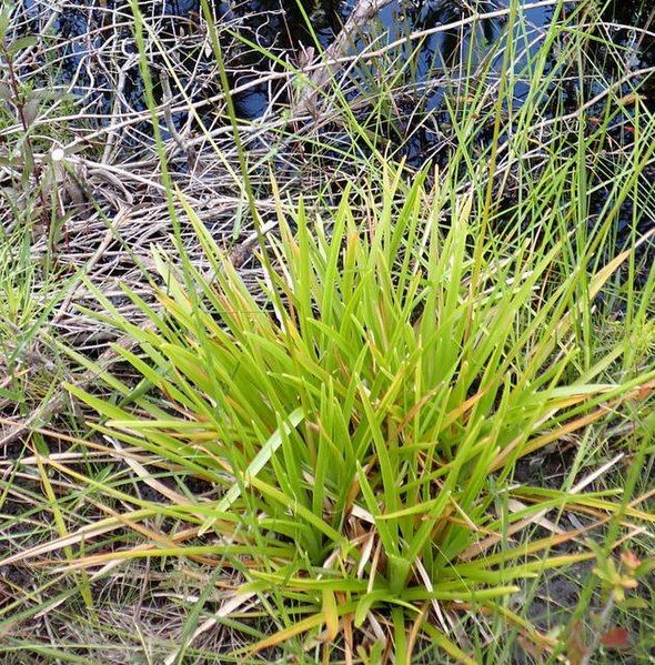 File:Eriocaulon decangulare 218930694.jpg