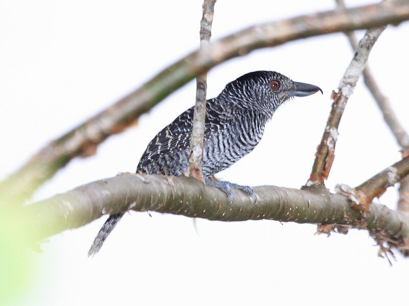 File:Fasciated Antshrike male.jpg