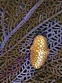 Image 51Flamingo tongue on a purple sea fan from Arcadin Islands, Haiti. This sea snail is found living on various species of soft corals and sea fans. (from Environment of Haiti)