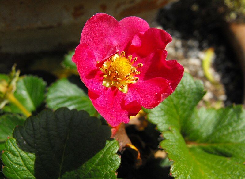 File:Fragaria-prettyinrose.jpg