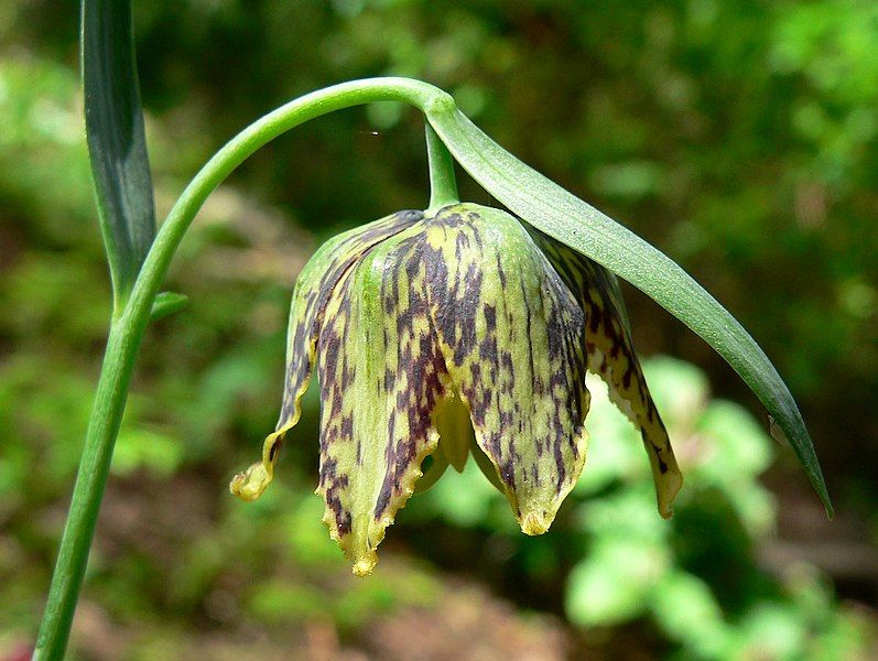 File:Fritillaria affinis 2.jpg