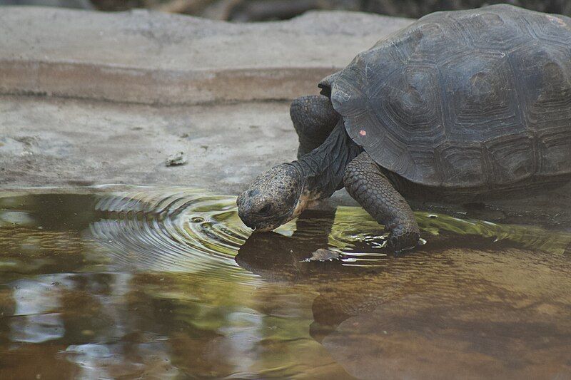 File:Giant-tortoise-2.jpg