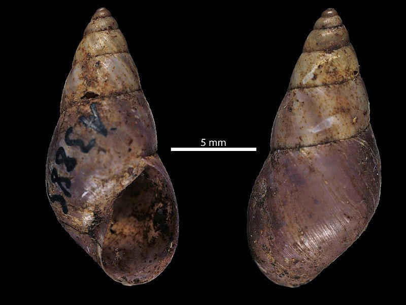 File:Gittenedouardia randalanai (MNHN-IM-2010-20069).jpeg