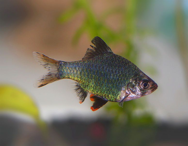 File:Green tiger barb.jpg