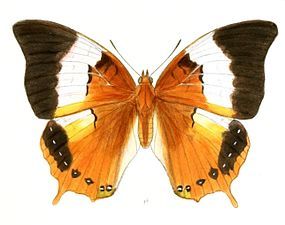 Dorsal view (female)