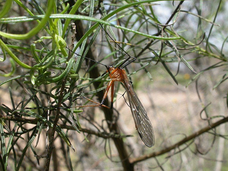 File:Harpobittacus australis (5085616528).jpg