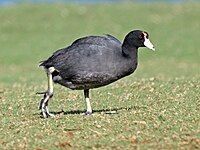 Hawaiian coot with red frontal shield