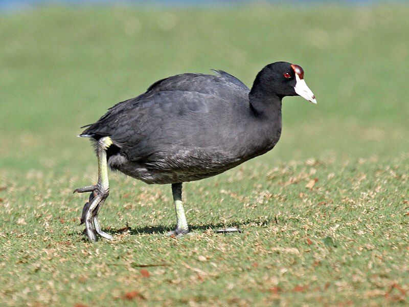 File:Hawaiian Coot RWD6.jpg