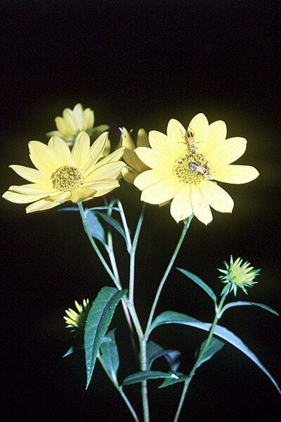 File:Helianthus grosseserratus NRCS-1.jpg