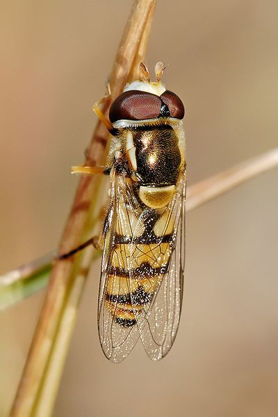 File:Hoverfly08.jpg