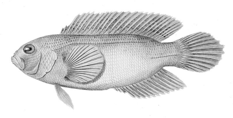 File:Labracinus cyclophthalmus.jpg