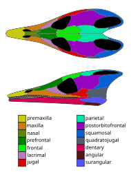 Skull of Lazarussuchus, an allochoristodere