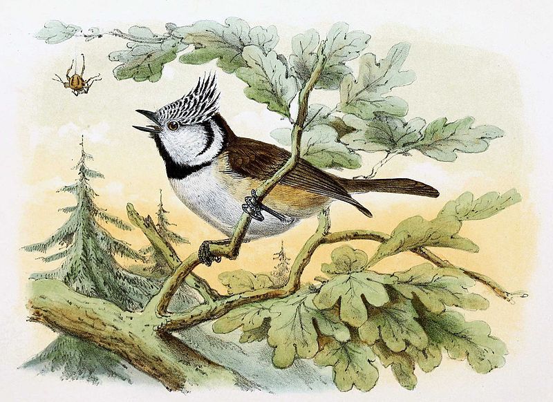 File:Lophophanes cristatus 1869.jpg