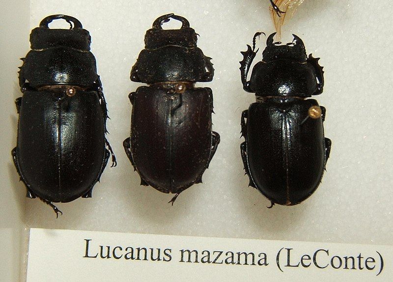 File:Lucanus mazama sjh.jpg