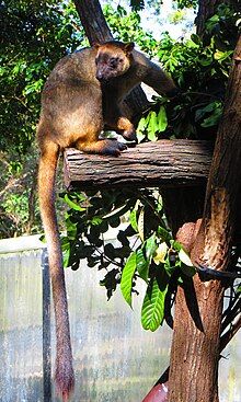 A Lumholtz's tree kangaroo at David Fleay Wildlife Park in Burleigh Heads, Queensland, Australia.