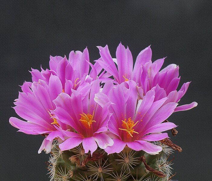 File:Mammillaria boolii (14834486734).jpg