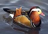 What a pretty duck!