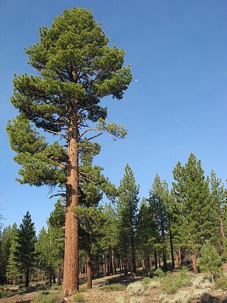 File:Mature Jeffrey Pine.JPG