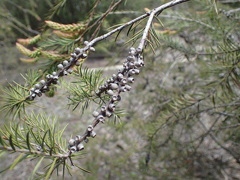 File:Melaleuca sieberi fruit.jpg