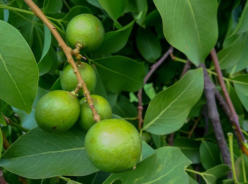 File:Melicoccus bijugatus (Sapindaceae).jpg