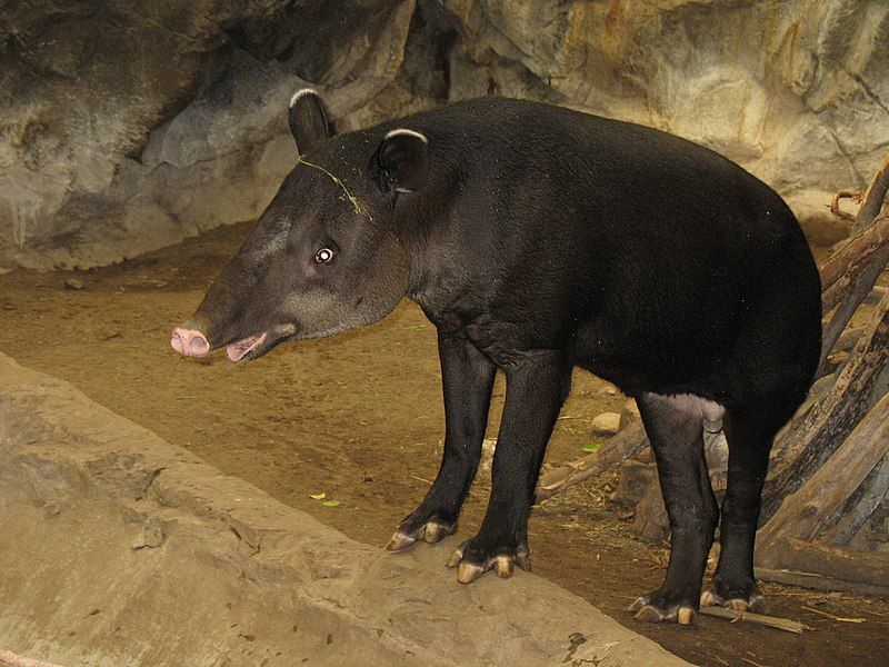 File:Milton Tapir.JPG