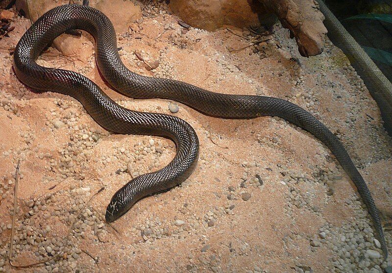 File:Mole snake.JPG