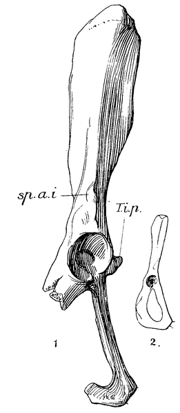 File:Myoryctes innominate.png