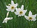 Narcissus poeticus var. recurvus