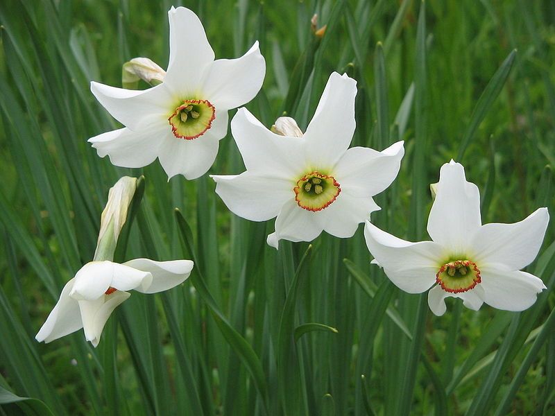 File:Narcissus poeticus 'Recurvus'03.jpg