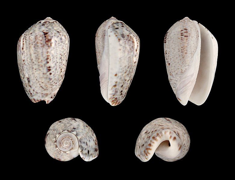 File:Oliva incrassata 01.JPG