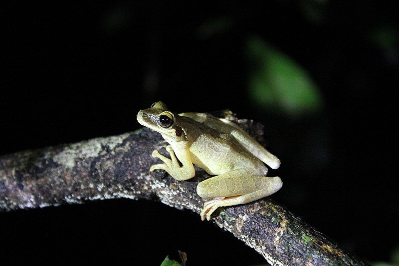 File:Osteocephalus leprieurii.jpg