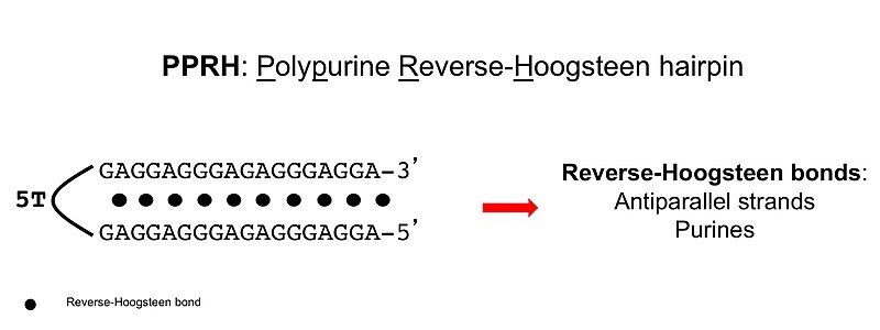 File:PPRH Structure.jpg